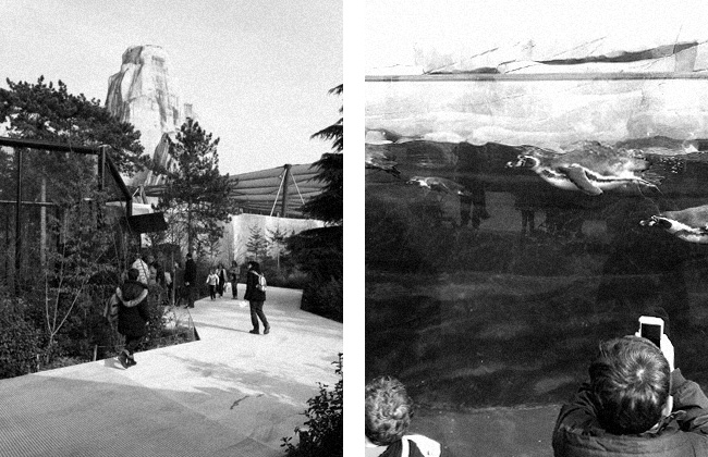 graphiste freelance - parc zoologique Paris graphiste freelance - parc zoologique Paris