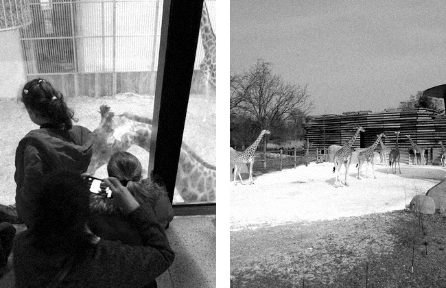 graphiste freelance - parc zoologique Paris graphiste freelance - parc zoologique Paris