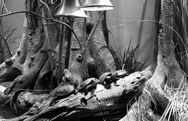 graphiste freelance - parc zoologique Paris graphiste freelance - parc zoologique Paris